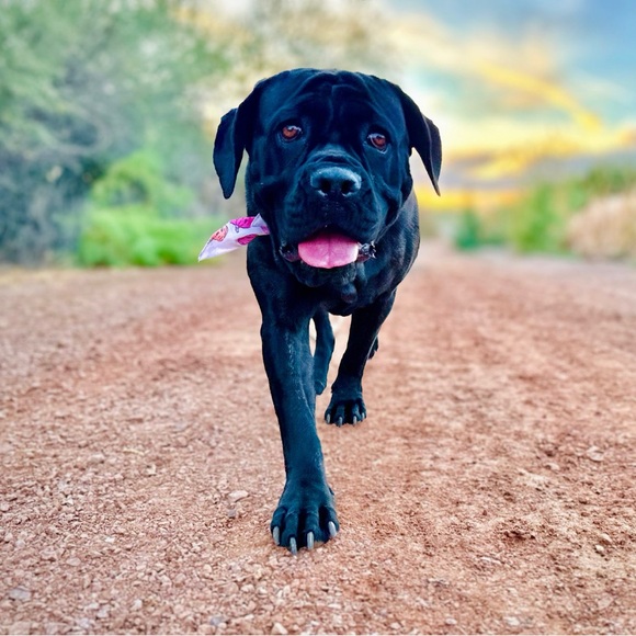 Meet your Posher, Tracie - Picture 3 of 14